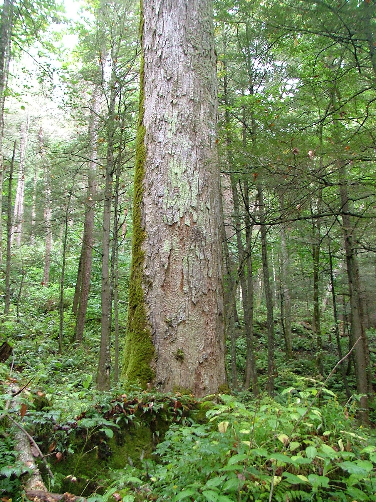 Yellow buckeye: Aesculus flava