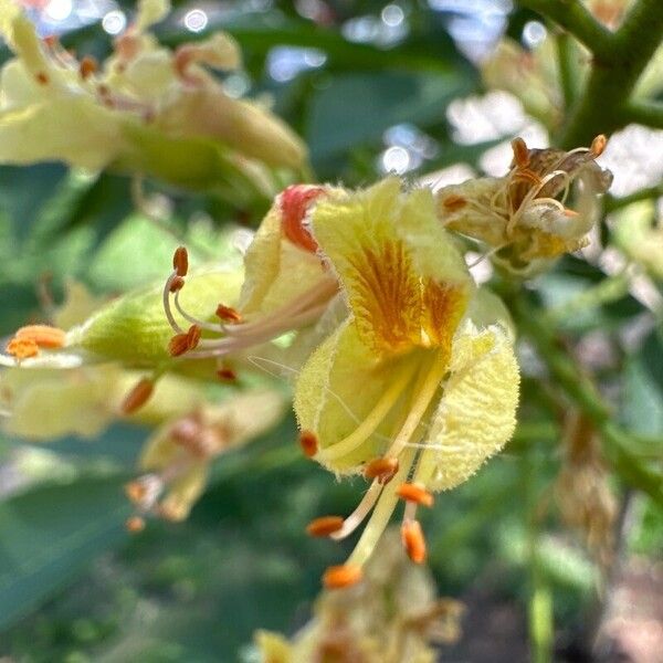 Yellow buckeye (Aesculus flava)