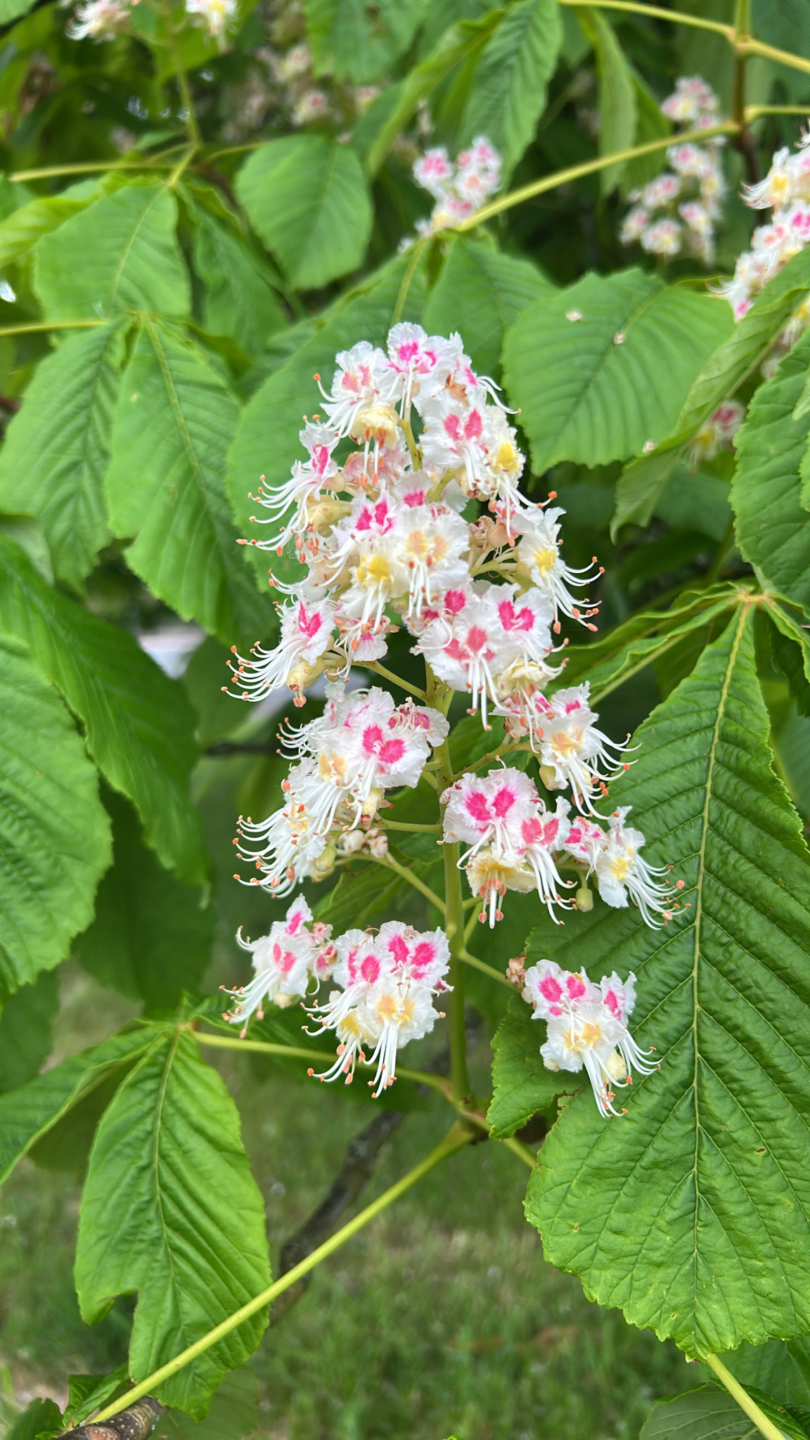Horse-chestnut: Horse-chestnut ( Aesculus hippocastanum ) in the United Kingdom