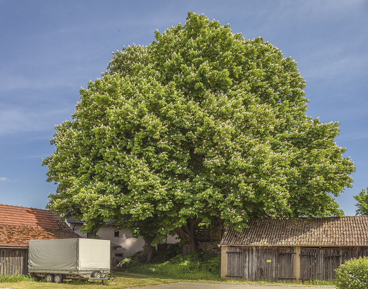 Horse-chestnut: Naturdenkmal 678.N.59 "Kastanien an Hofers Keller, 2 Rosskastanien, 'Hofers Kastanien'" in Wettringen, Gemeinde Stadtlauringen, Landkreis Schweinfurt