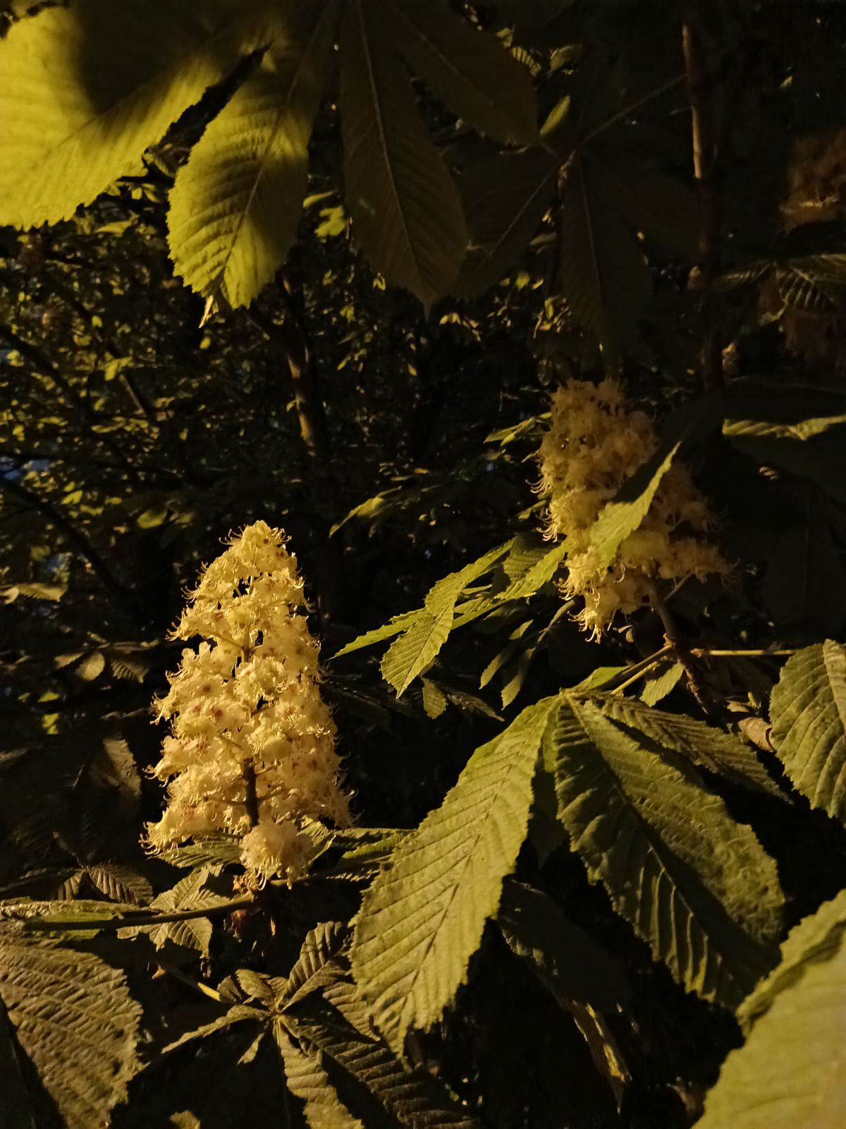 Horse-chestnut: Blooming flowers of Aesculus hippocastanum (horse-chestnut) under artificial street lighting at night. Photographed by creator of the Baby-Bear Club project ( b