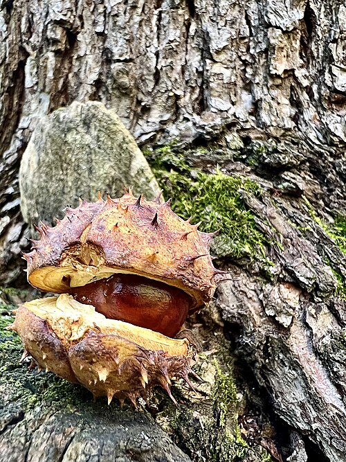Horse-chestnut: An opened spiky capsule of Horse-chestnut (Aesculus hippocastanum) revealing the seed inside, resting against tree bark with moss. Photographed in Vanadzor, Arm