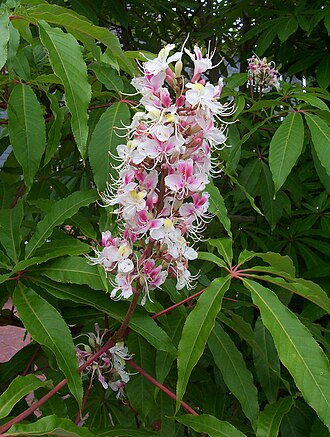 Himalayas horse chestnut: Aesculus indica 'Sydney Pearce'