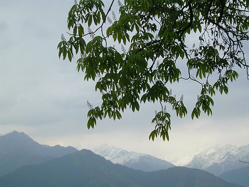 Himalayas horse chestnut: Aesculus indica (Indian Horse-chestnut), Pithoragarh, Himalayas, India