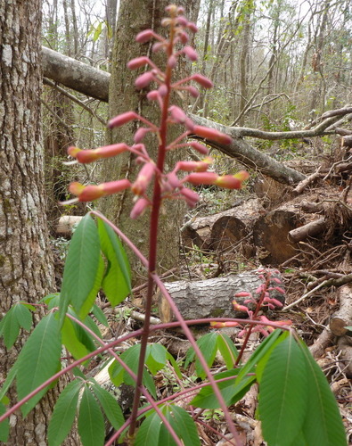 Red buckeye (Aesculus pavia)