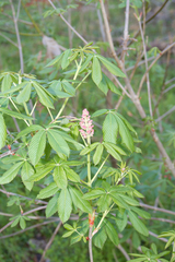Red buckeye (Aesculus pavia)