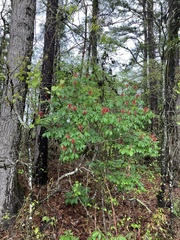 Red buckeye (Aesculus pavia)