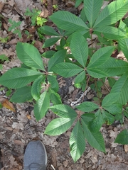 Red buckeye (Aesculus pavia)
