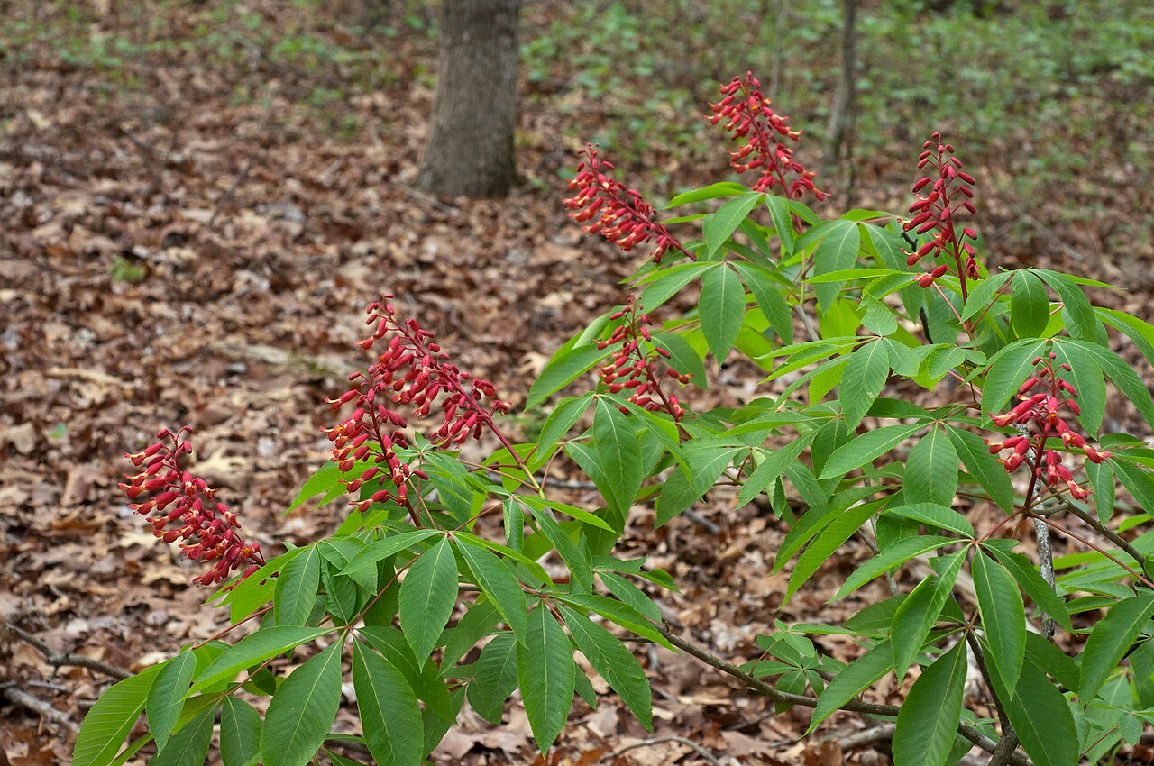 Red buckeye: Species from southeastern North America Common name: Red Buckeye Photographed in Boyle Park, Pulaski County, Little Rock, Arkansas