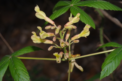 Red buckeye (Aesculus pavia)
