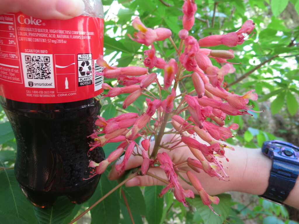 Red buckeye (Aesculus pavia)