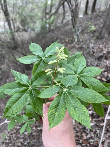 Red buckeye (Aesculus pavia)