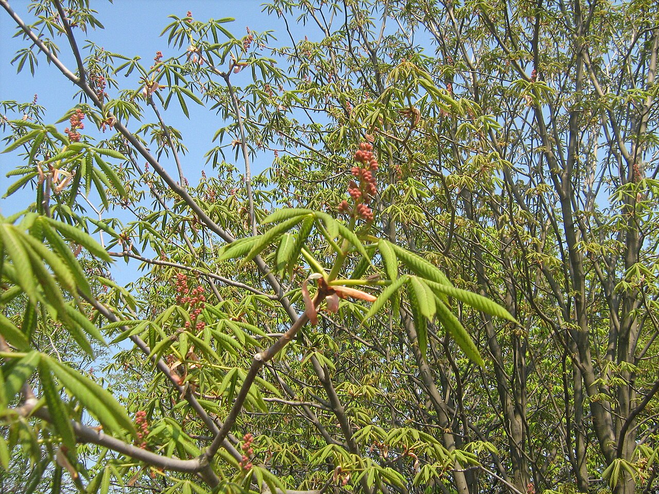 Red buckeye: Конский каштан павия