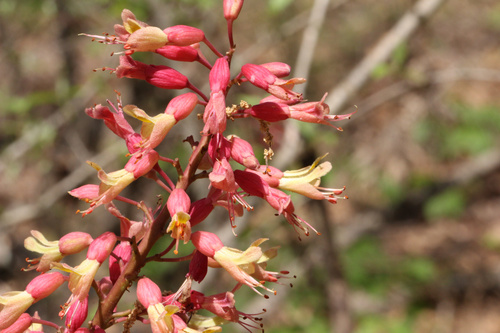 Buckeye (Aesculus × bushii)