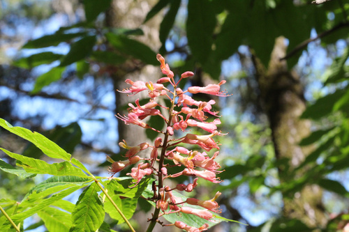 Buckeye (Aesculus × bushii)