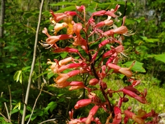 Buckeye (Aesculus × bushii)