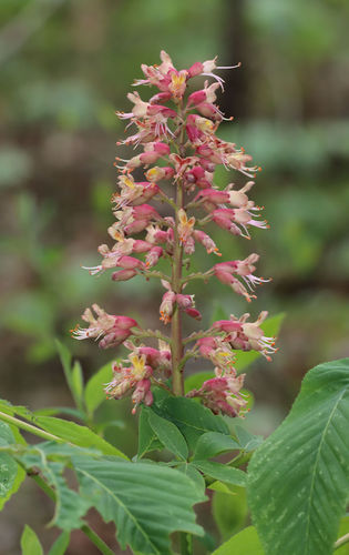 Buckeye (Aesculus × bushii)