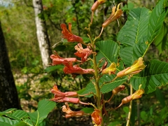 Buckeye (Aesculus × bushii)