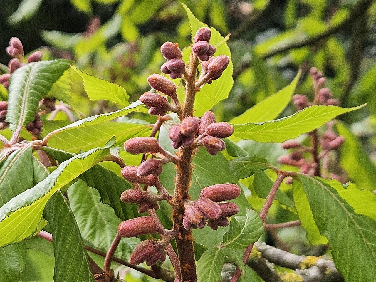 Buckeye: Aesculus × hybrida. Hybrid species of plant.