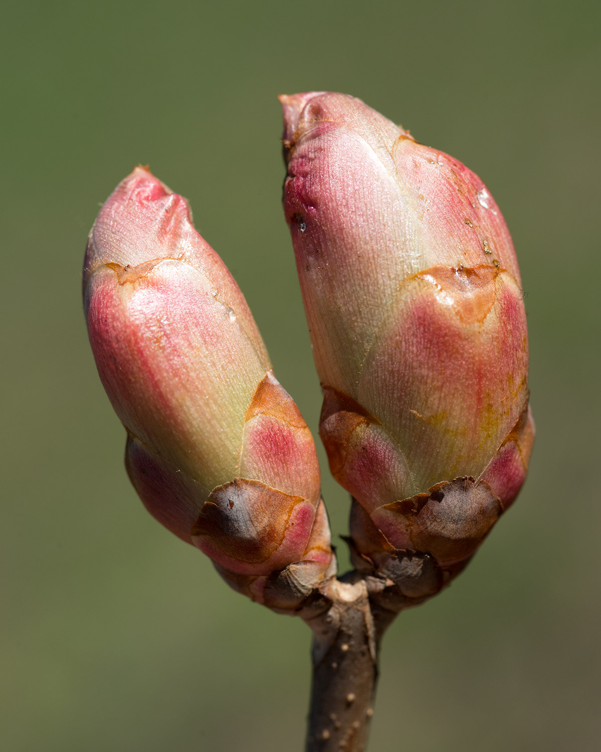Buckeye: Aesculus x hybrida (Hybrid Buckeye) Swelling Buds