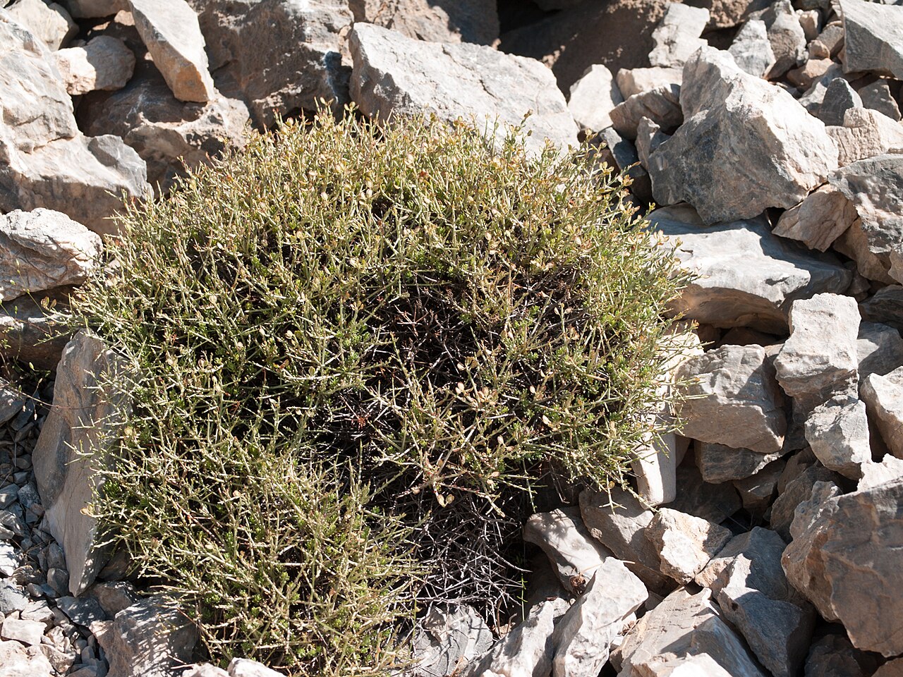 Aethionema alanyae: Aethionema alanyae