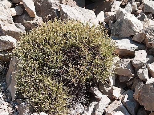 Aethionema alanyae: Aethionema alanyae