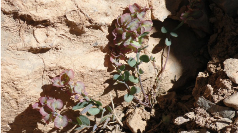 Aethionema alpinum: Aethionema alpinum Moazzeni & Noroozi, Frontiers Pl. Sci. (Online journal) 14-1182073: 5 (2023).
