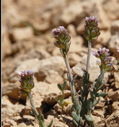 Aethionema umbellatum: Aethionema umbellatum (Boiss.) Bornm., Beih. Bot. Centralbl. 28(2): 535 (1911).