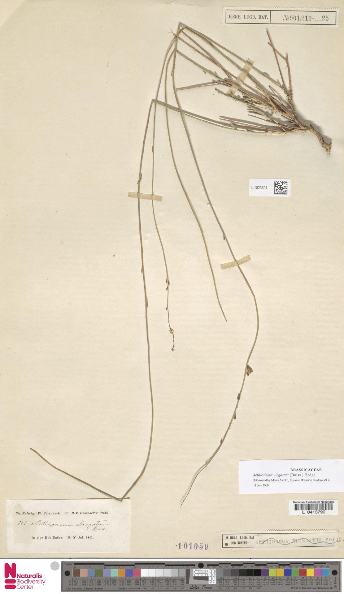 Aethionema virgatum: Aethionema elongatum Boiss. (type of) - Aethionema elongatum Boiss.