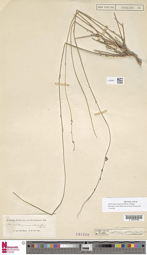 Aethionema virgatum: Aethionema elongatum Boiss. (type of) - Aethionema elongatum Boiss.