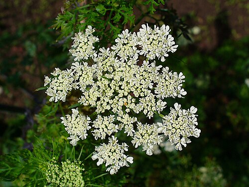 Fool's parsley: Aethusa cynapium , Apiaceae, Fool's Parsley, Fool's Cicely, Poison Parsley, inflorescence. The plant is used in homeopathy as remedy: Aethusa