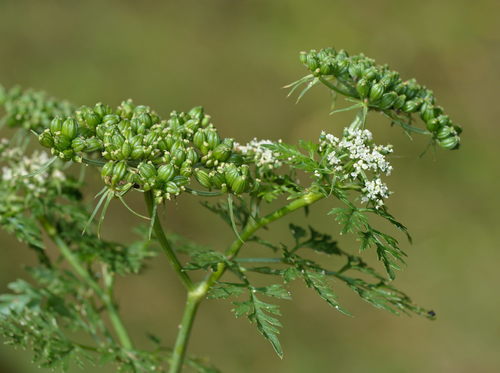 Fool's parsley (Aethusa cynapium)