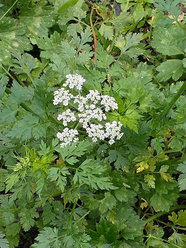 Fool's parsley (Aethusa cynapium)