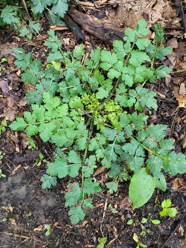 Fool's parsley (Aethusa cynapium)