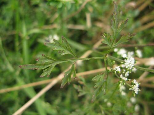 Fool's parsley (Aethusa cynapium)