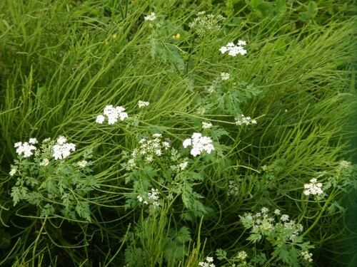 Fool's parsley (Aethusa cynapium)