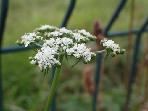Fool's parsley (Aethusa cynapium)