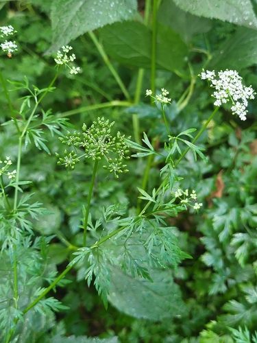 Fool's parsley (Aethusa cynapium)