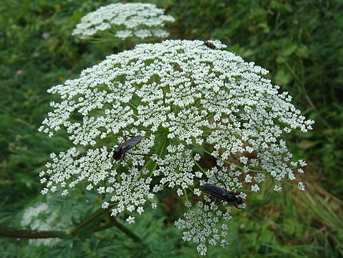 Fool's parsley: Aethusa cynapium L . The photo was made in Caucasus Biosphere Reserve at the beginning of August.