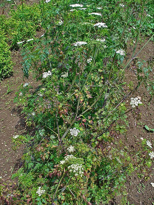 Fool's parsley: Aethusa cynapium , Apiaceae, Fool's Parsley, Fool's Cicely, Poison Parsley, habitus. The plant is used in homeopathy as remedy: Aethusa