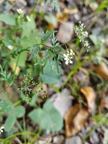 Fool's parsley (Aethusa cynapium)