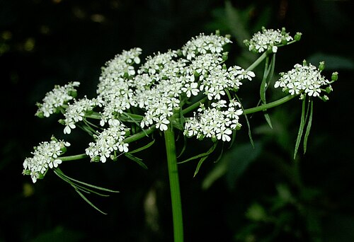 Fool's parsley: Inflorescence of Aethusa cynapium, umbel