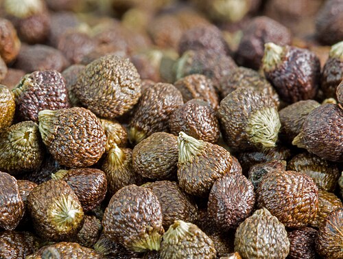 Melegueta pepper: Seeds of grains of paradise