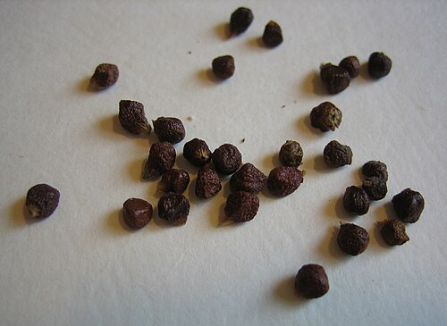 Melegueta pepper: Aframomum melegueta seeds.