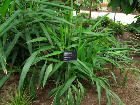 Melegueta pepper: Ñamako gi