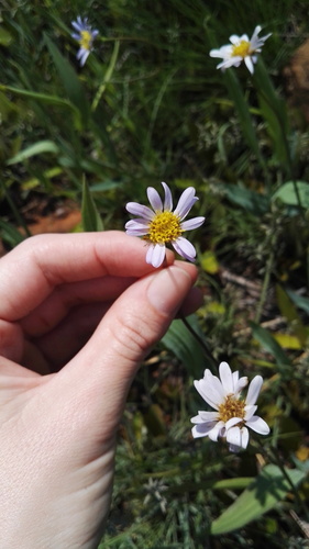 Afroaster hispidus (Afroaster hispidus)