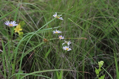 Afroaster hispidus (Afroaster hispidus)