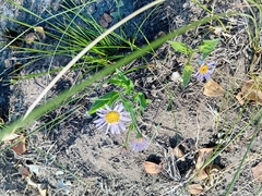 Afroaster hispidus (Afroaster hispidus)