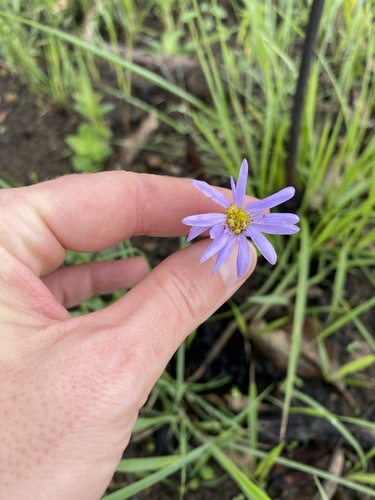Afroaster hispidus (Afroaster hispidus)