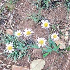 Afroaster hispidus (Afroaster hispidus)